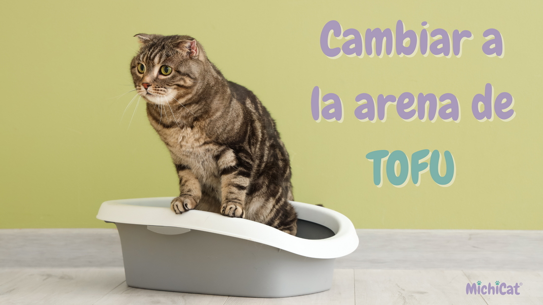 “Cómo Hacer la Transición a la Arena de Tofu para Gatos: Guía Completa”