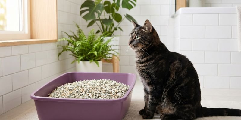 Gato atigrado junto a arenero lila con arena de tofu TofuMeow en baño nórdico con plantas naturales